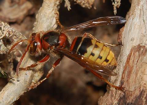 Hornisse (Vespa crabro) © Wikipedia