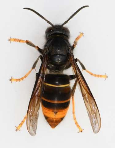 Asiatische Hornisse (Vespa velutina nigrithorax) © LUBW