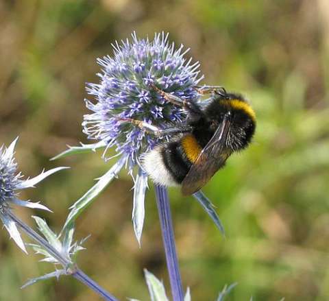 Erdhummel © Wikipedia